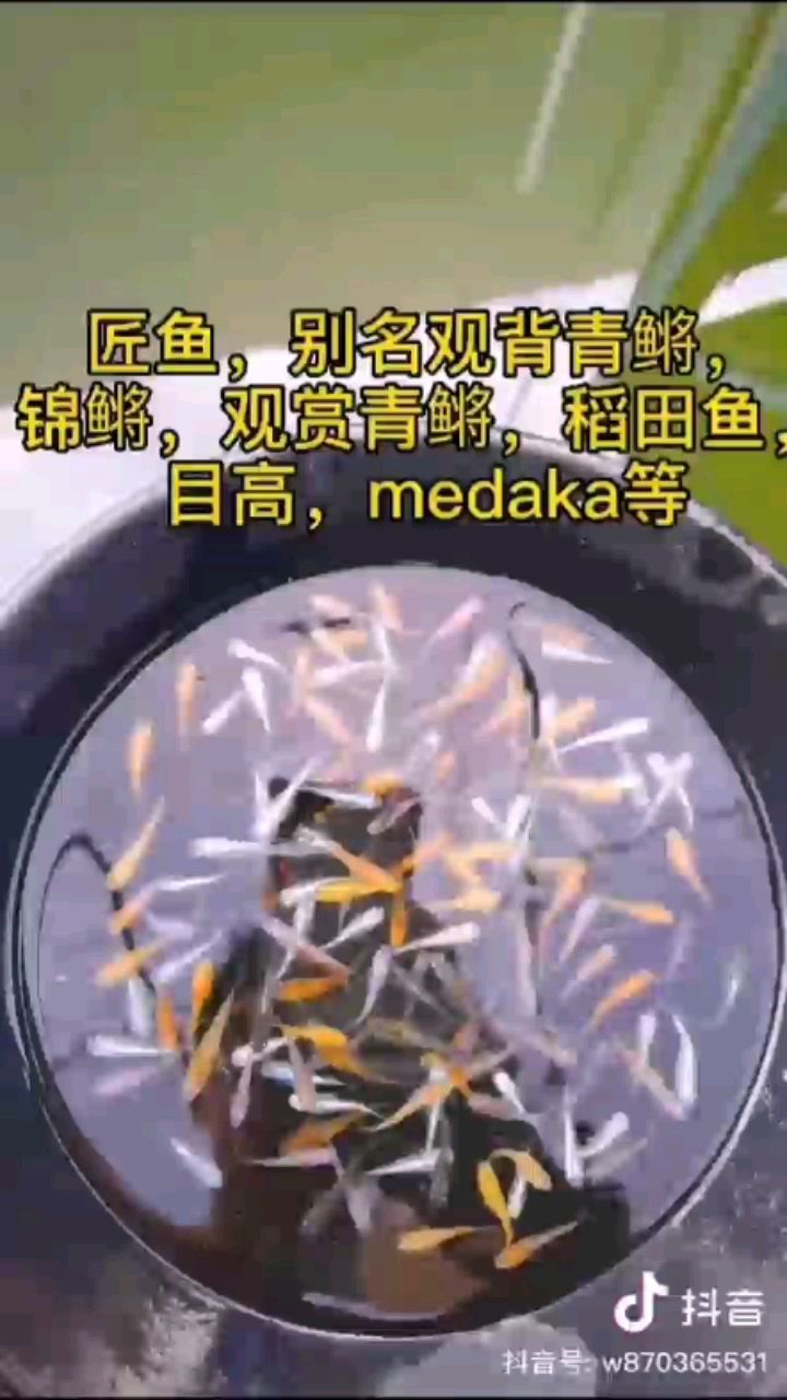 不用過濾也能養(yǎng)的魚