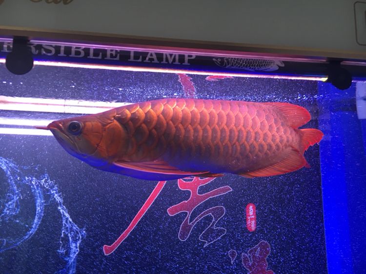 湛江觀賞魚市場吸收一下氧氣 觀賞魚市場（混養(yǎng)魚） 第4張