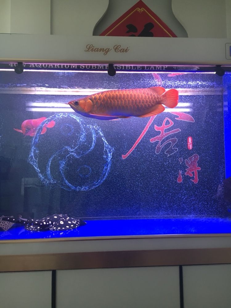 湛江觀賞魚市場吸收一下氧氣 觀賞魚市場（混養(yǎng)魚） 第10張