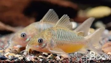 賀州水族館藍(lán)月鼠 黑金魟魚 第2張