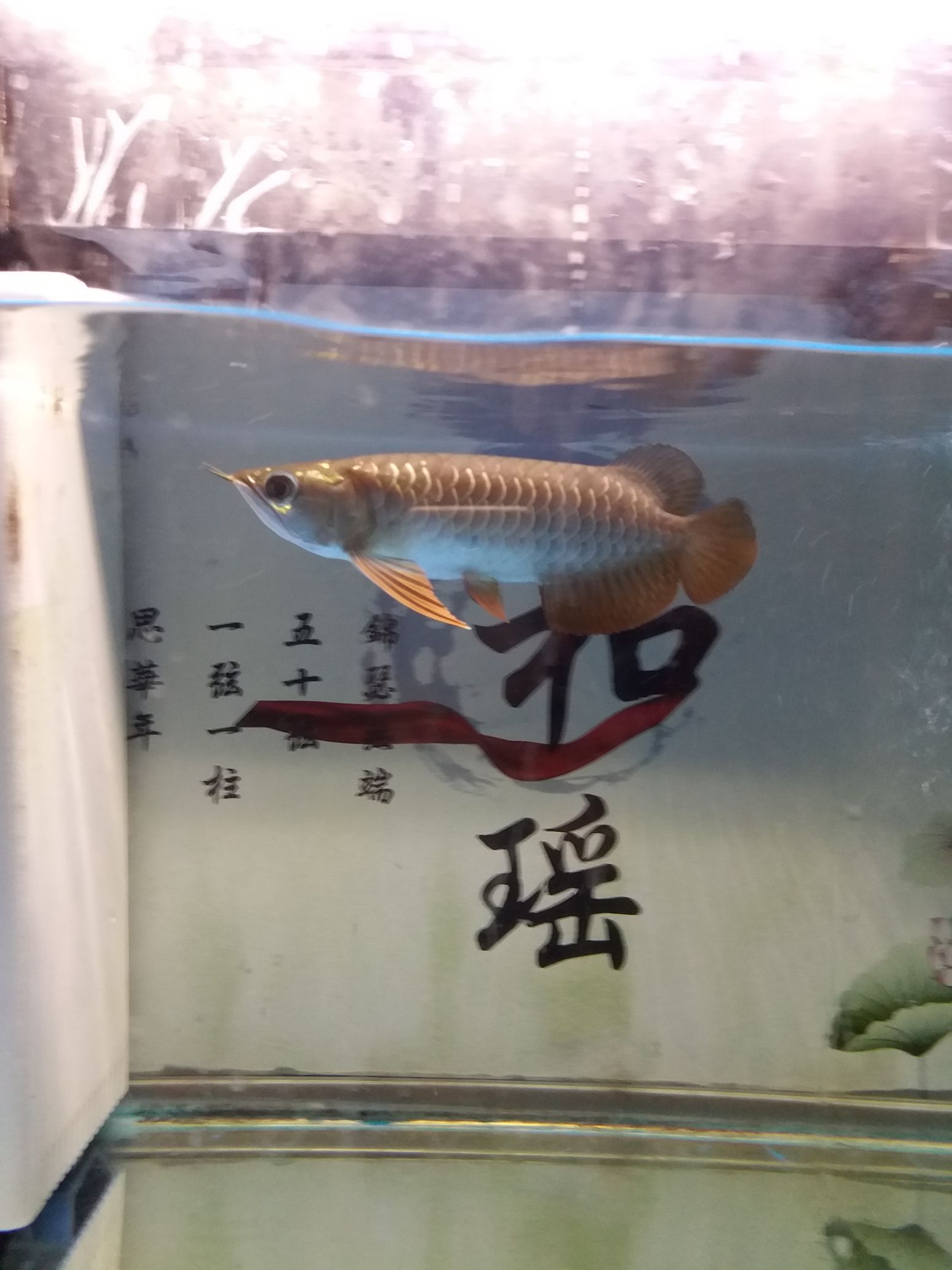 魚鰭怎么變成橙色的了？