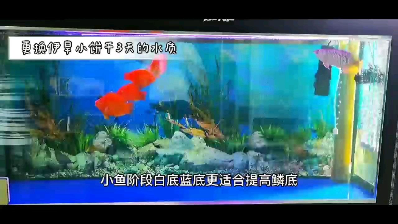 焦作觀賞魚市場龍魚背景運用之龍鱗顯色對比