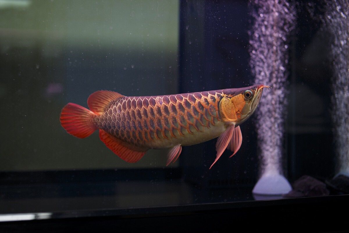 景德鎮(zhèn)水族館超神之美美不勝收 白子關(guān)刀魚苗 第2張