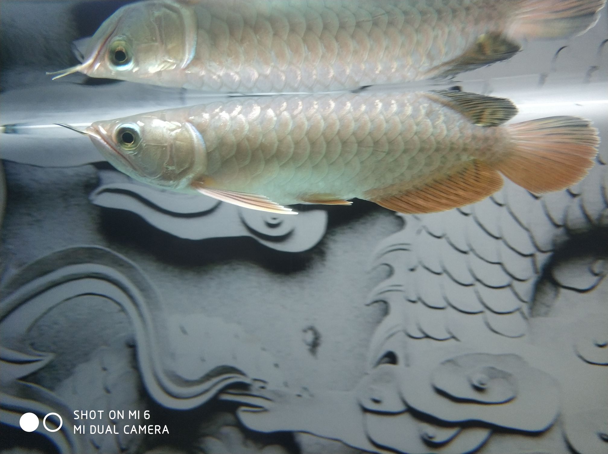 關(guān)于龍魚吃飼料到底會不會兜嘴