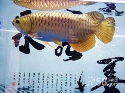 金龍魚吧（金龍魚吧品牌歷史沿革,金龍魚觀賞魚飼養(yǎng)技巧） 龍魚百科 第3張