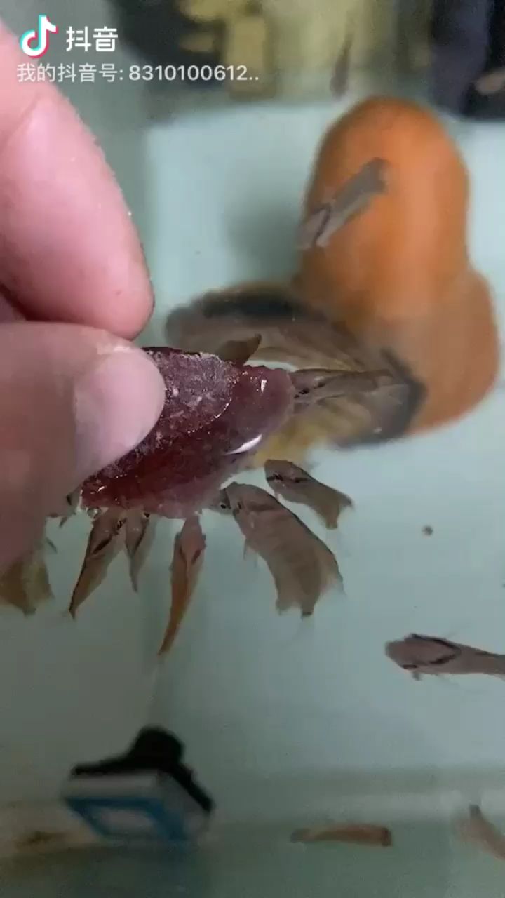 七彩魚苗