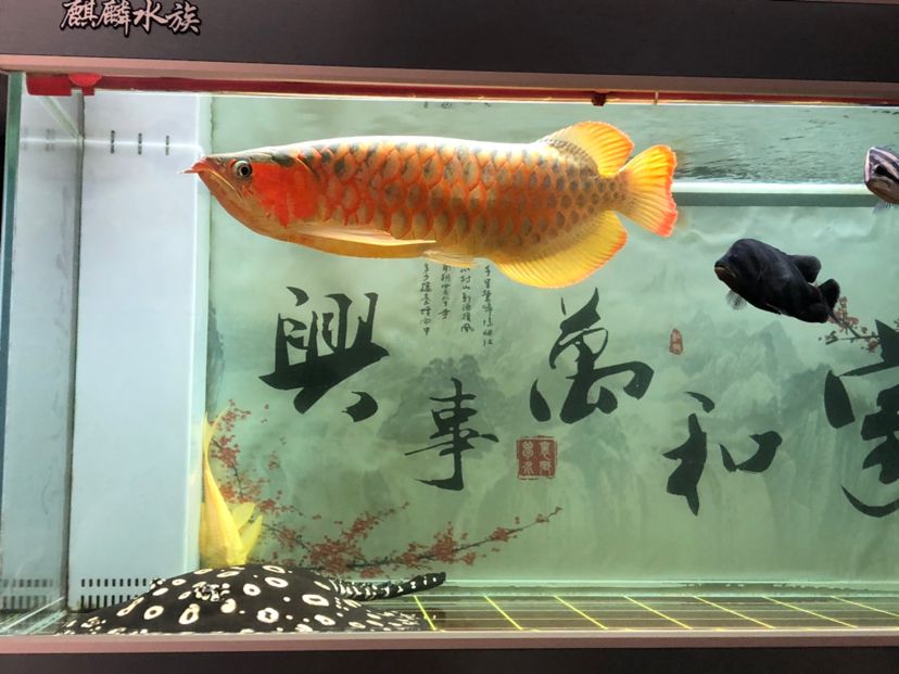 東莞水族館RSK毒椒 白子紅龍魚 第4張