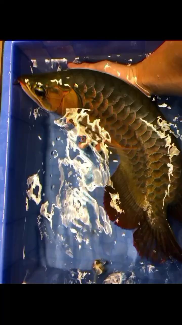 本溪水族館第3次手術(shù)