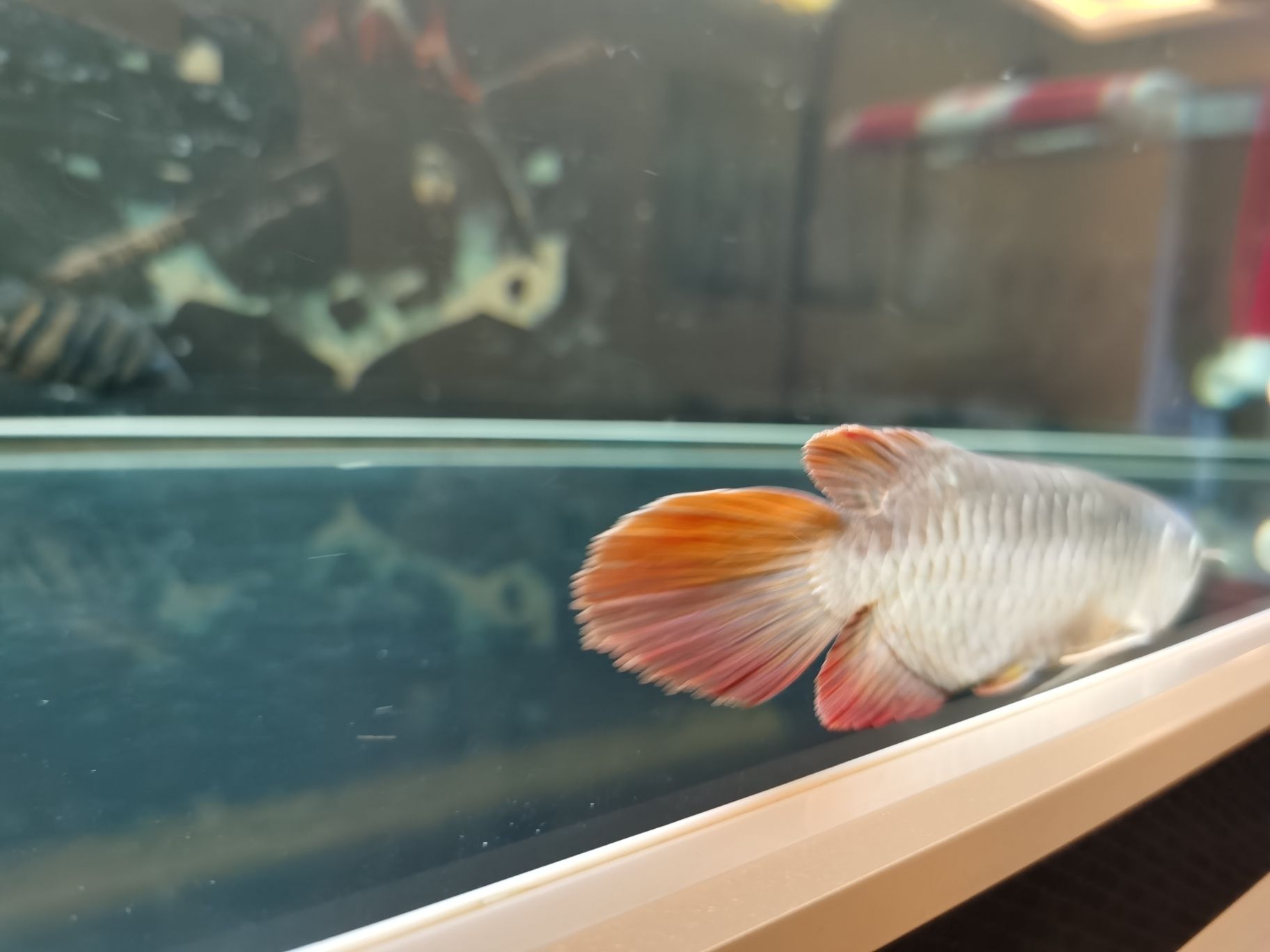 晉中水族館立鱗了大佬們快來幫幫忙啊 金三間魚 第5張