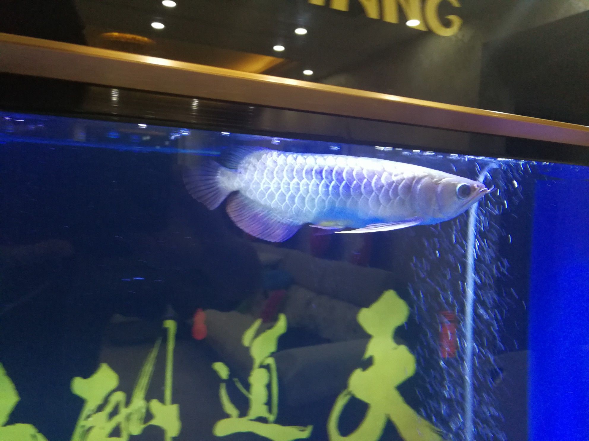 煙臺水族館麻煩幫忙看下立鱗了么 帝王血鉆魚 第3張