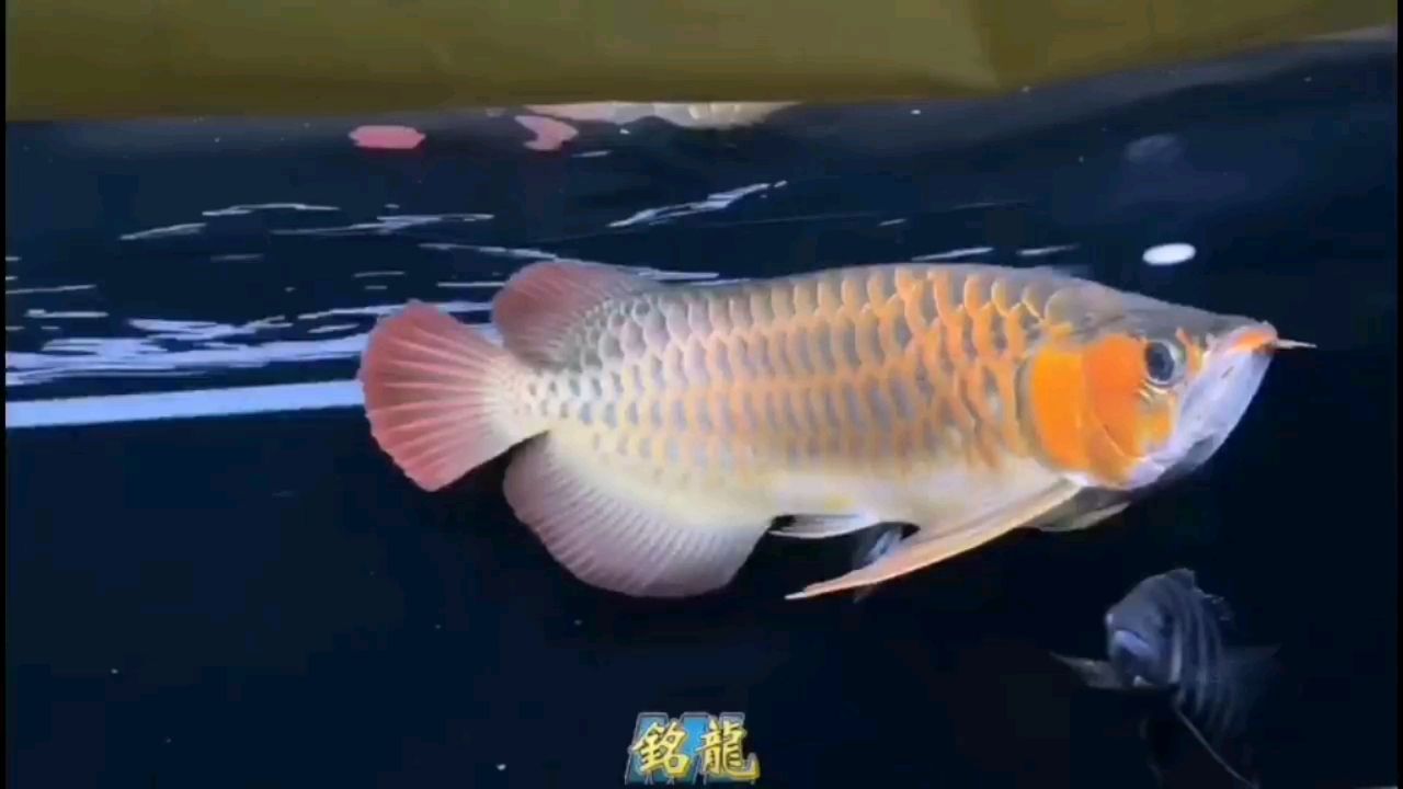 黃山水族館在庫唯一巴婁朱雀寬身七鰭超大