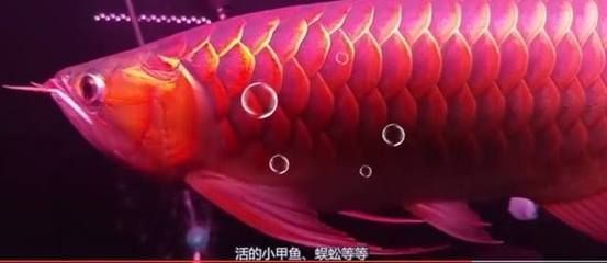 金龍魚大小一起能混養(yǎng)嗎？（金龍魚可以與一些特定的大型魚類混養(yǎng)，但需要注意以下幾個(gè)方面）