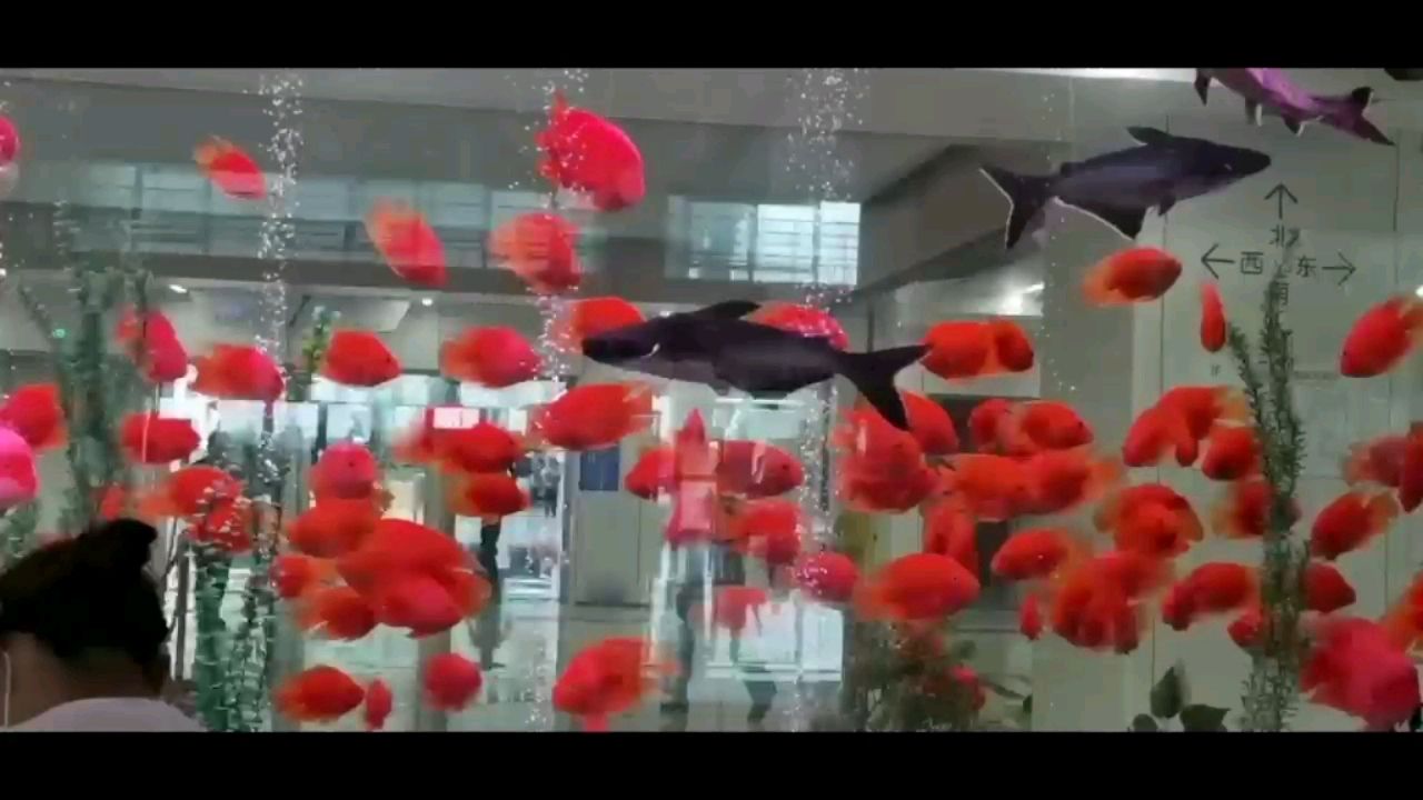 大同水族館本地的幾米大魚(yú)缸絕對(duì)的水清魚(yú)紅