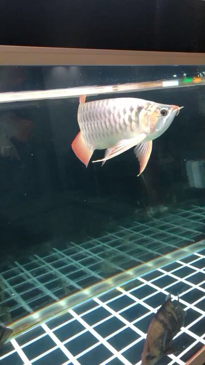 濮陽水族館龍魚拒食