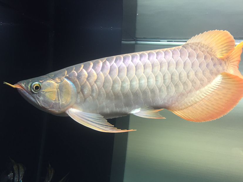 溫州觀賞魚市場已入新缸 觀賞魚市場（混養(yǎng)魚） 第2張