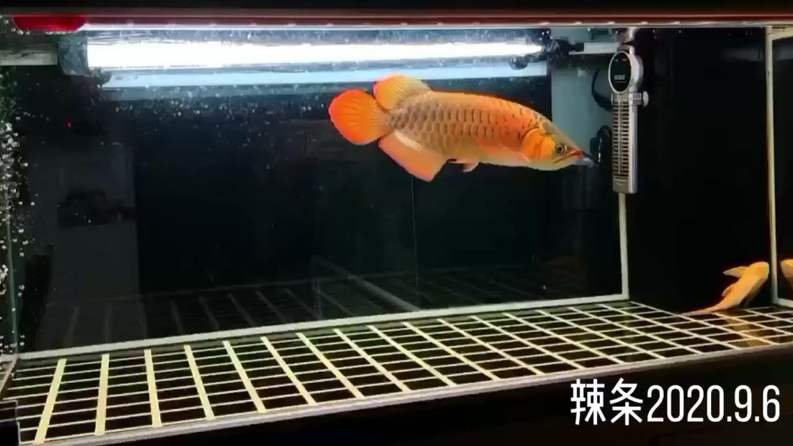 十堰水族館打不了比賽那就做大眾情人