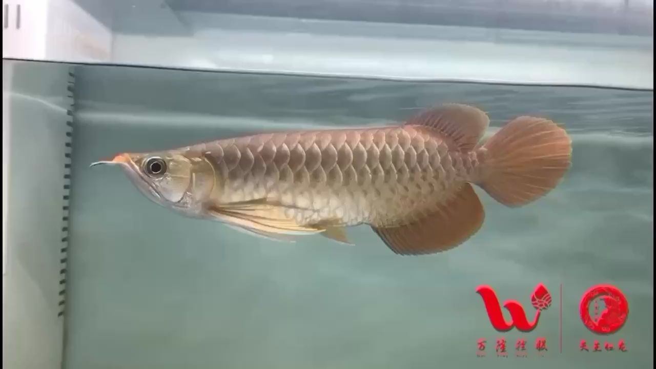 烏蘭察布觀賞魚市場(chǎng)已售