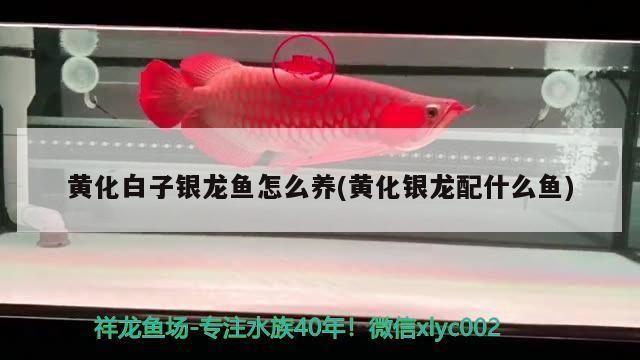 黃化白子銀龍魚(yú)怎樣養(yǎng)發(fā)色快（如何建立硝化系統(tǒng)，銀龍魚(yú)最佳飼料選擇，銀龍魚(yú)疾病預(yù)防方法） 龍魚(yú)百科 第1張