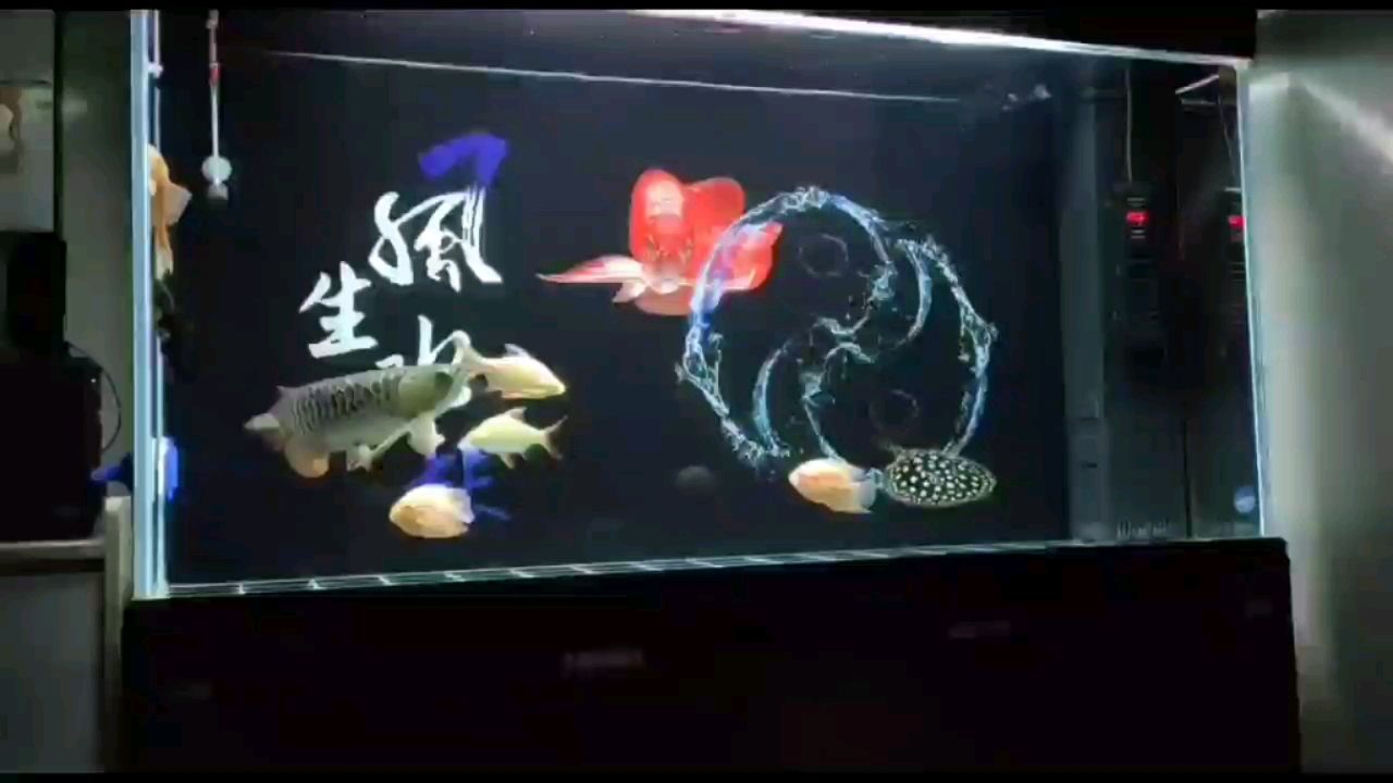 鄂州水族館養(yǎng)了三個(gè)月啦長了不少了