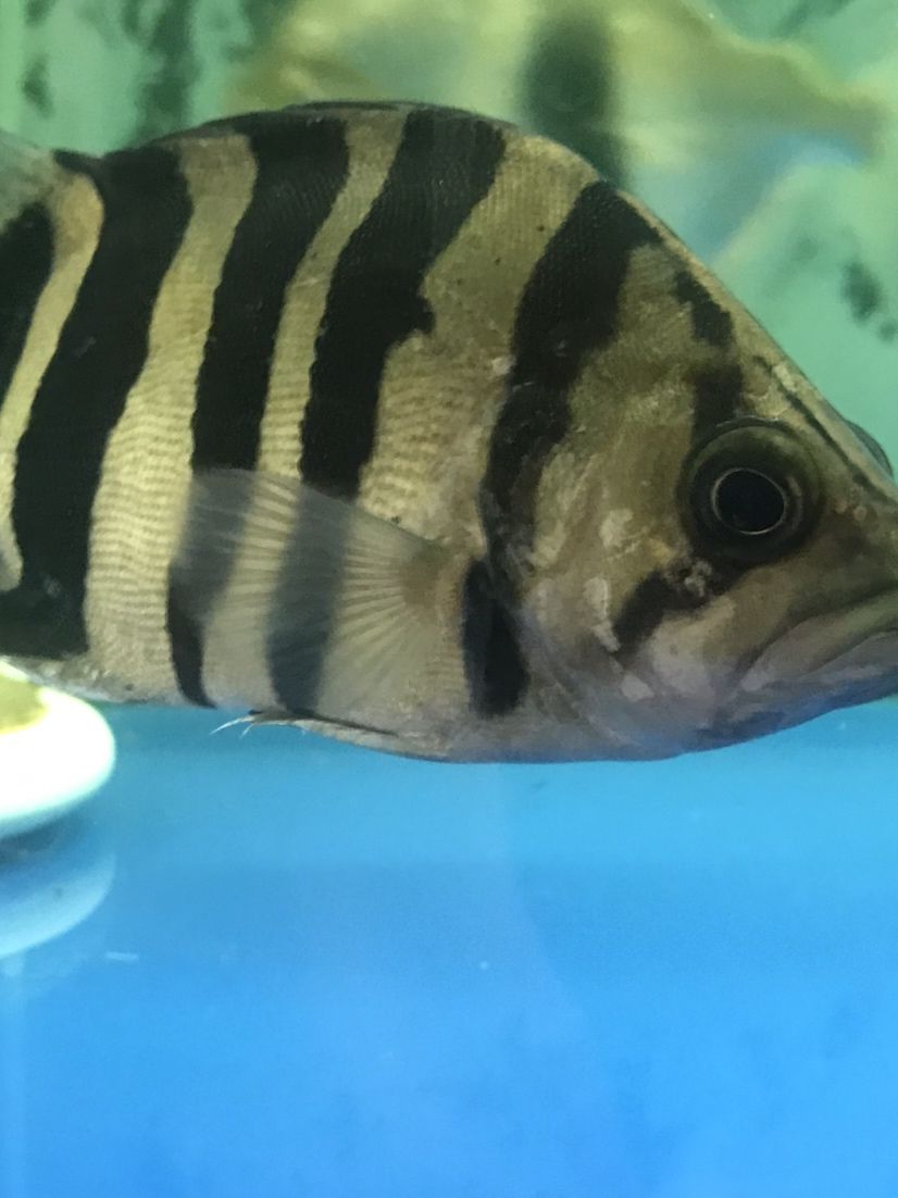 廣州水族館這虎魚鰓蓋上是什么?。? title=