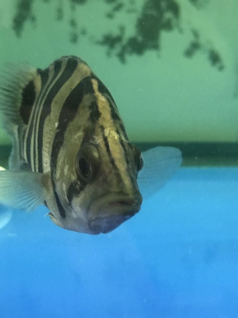 廣州水族館這虎魚鰓蓋上是什么??？