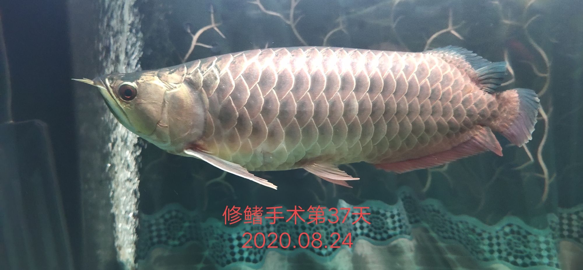 這體型是不是有變化 廣州水族批發(fā)市場 第2張