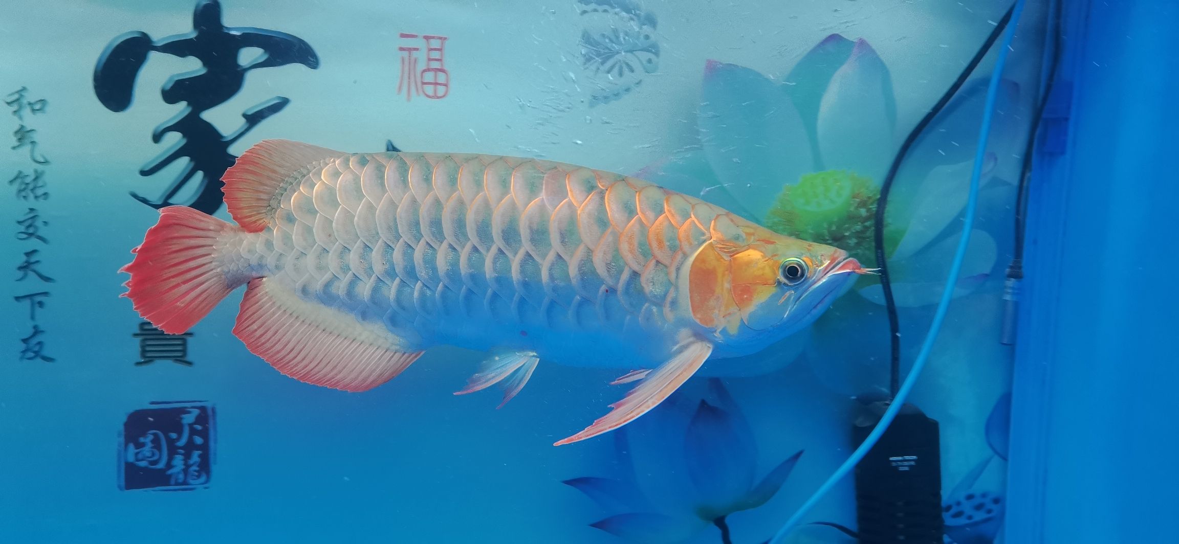 刷刷卡 其它水族用具設(shè)備 第5張