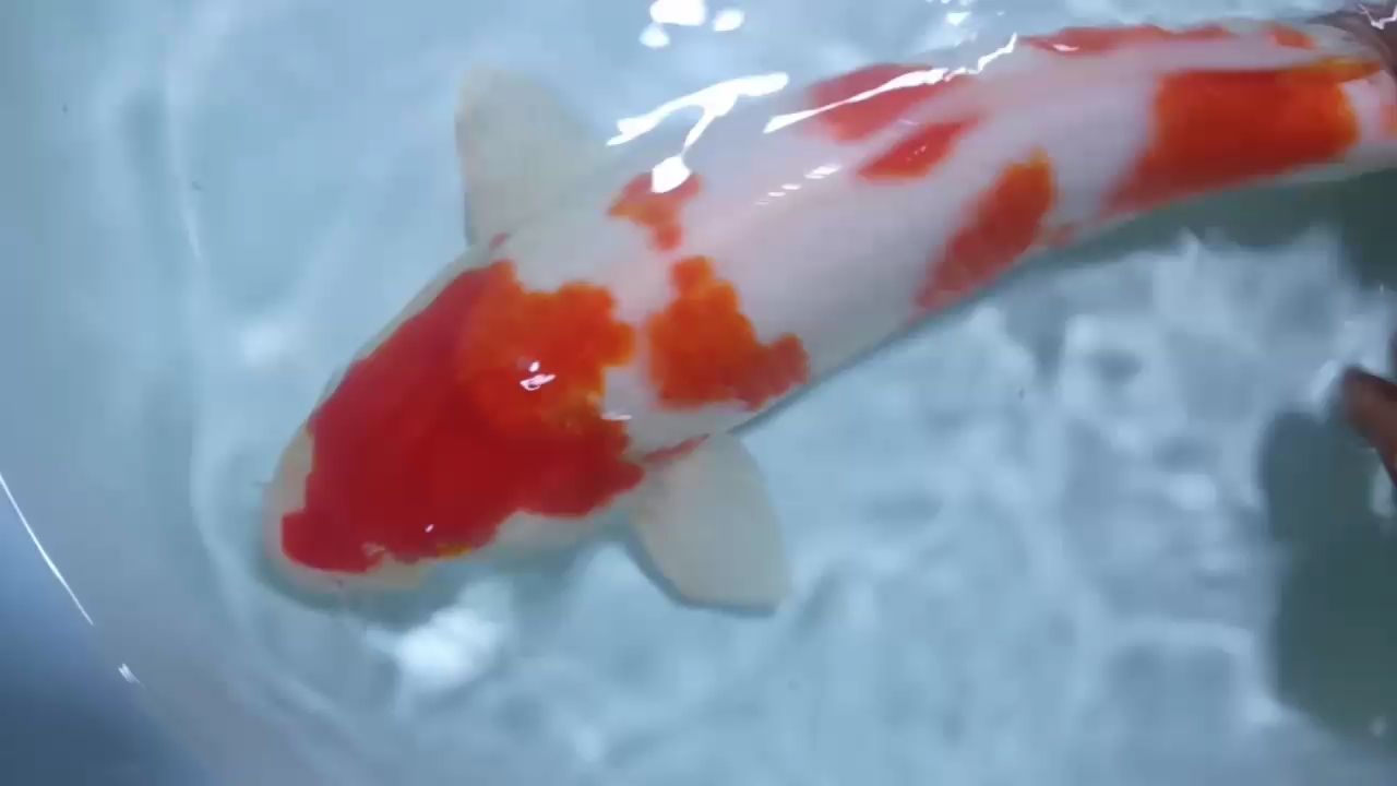 碎花紅白 刀魚魚 第1張