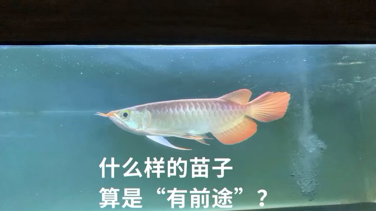 特價63號烈焰