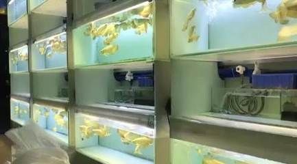 金龍魚用藍背景可以嗎（金龍魚使用藍色背景可以嗎）