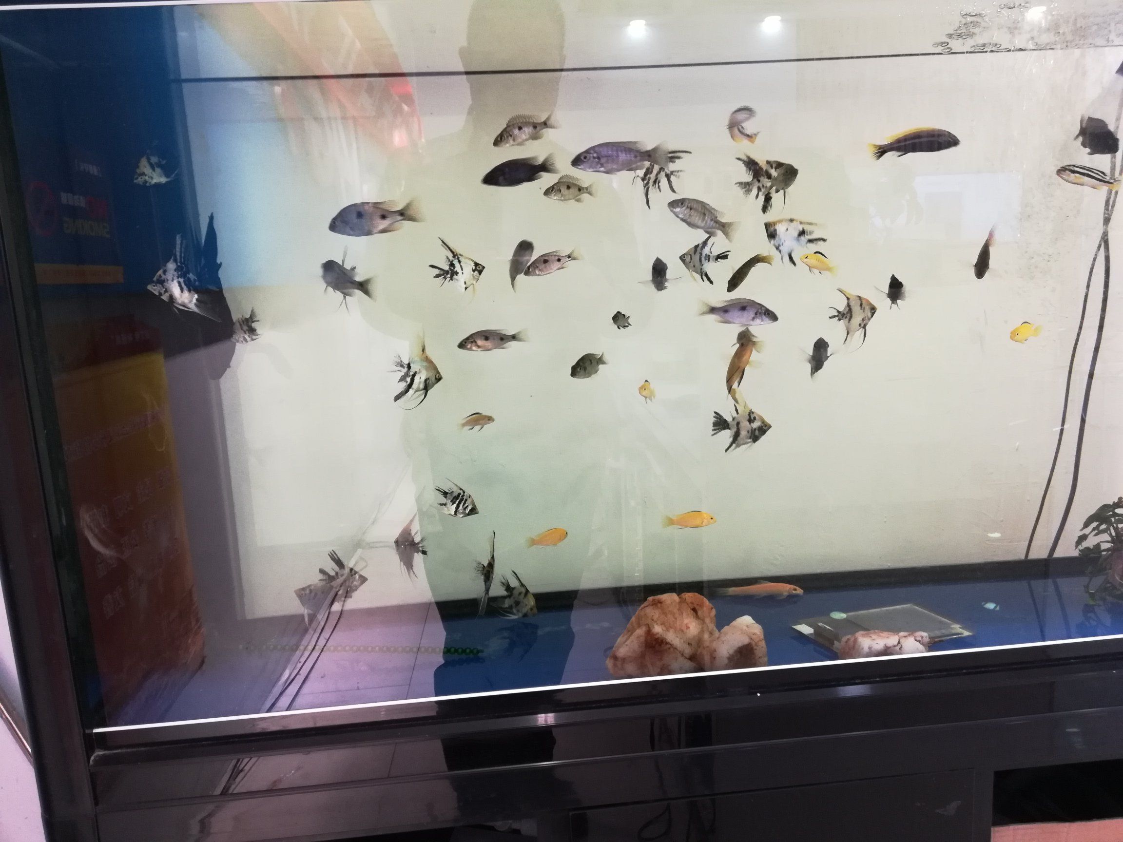 鹽城水族館分享養(yǎng)魚快樂(lè)你會(huì)更快樂(lè) 三色錦鯉魚 第8張