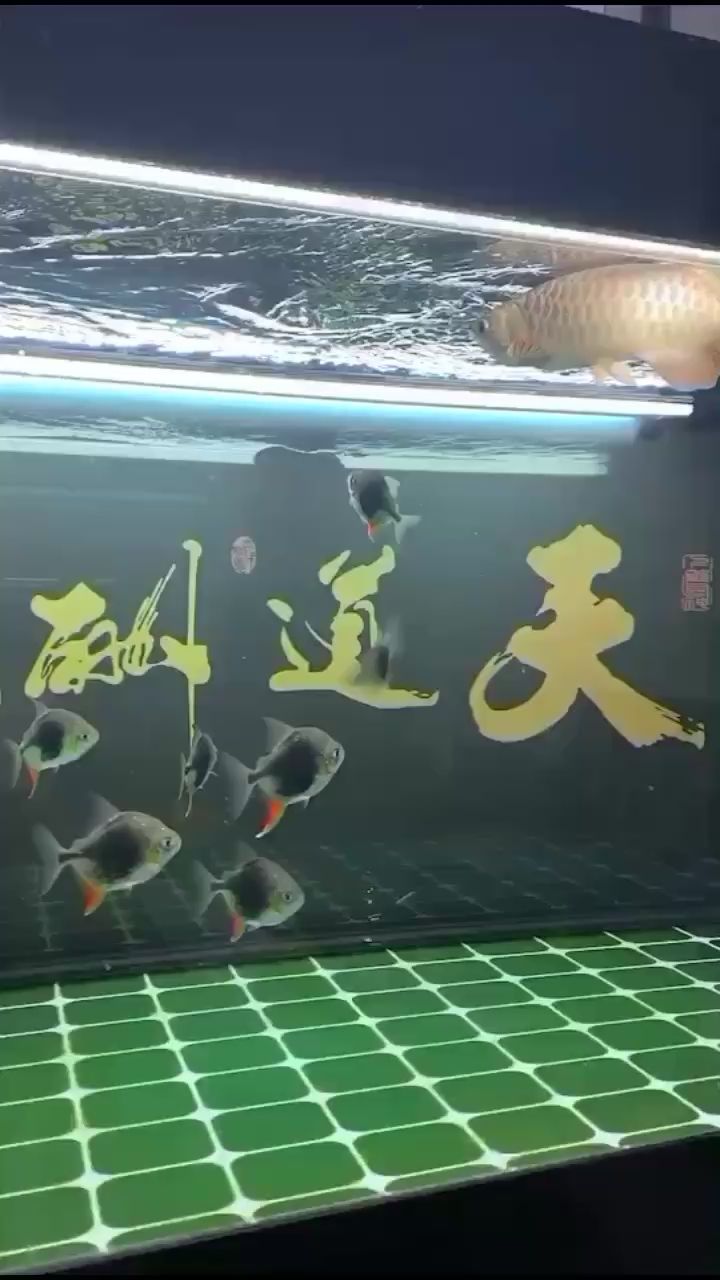 吃餅干 鸚鵡魚 第1張