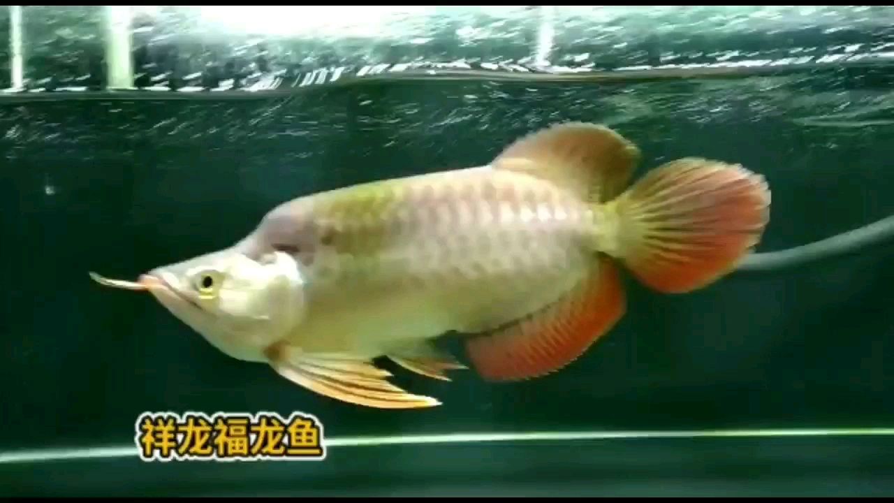 呼和浩特水族館20CM標(biāo)準(zhǔn)福龍