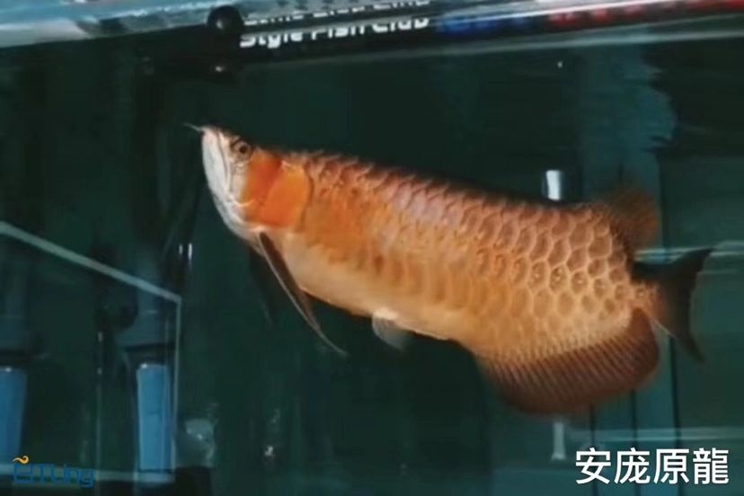 尋找靈感 圣菲埃及魚 第8張