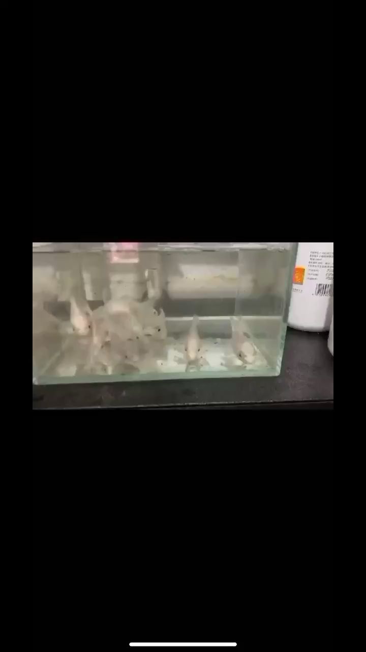 梧州水族館又剁手了