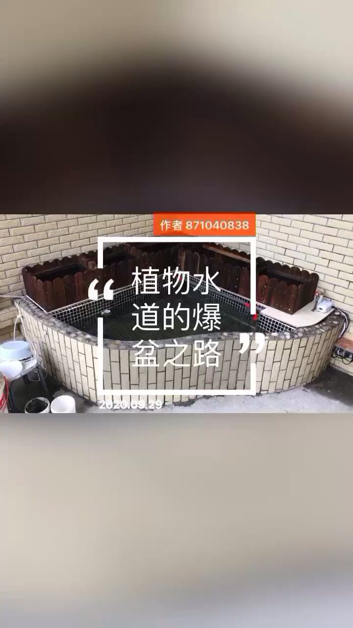 無錫水族館綠蘿爆盆了要剪嗎？ 魟魚百科