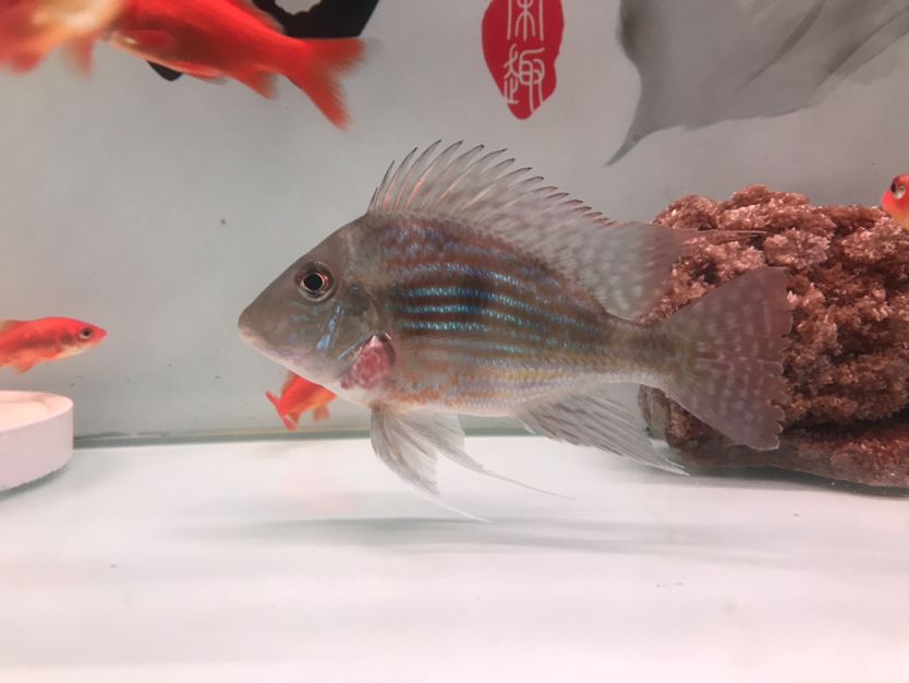 昆明觀賞魚市場這是什么??？才到家沒幾天