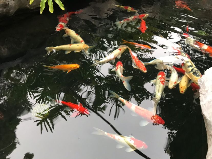 西安觀賞魚市場每天無聊就宅在家里看魚 觀賞魚市場（混養(yǎng)魚） 第2張