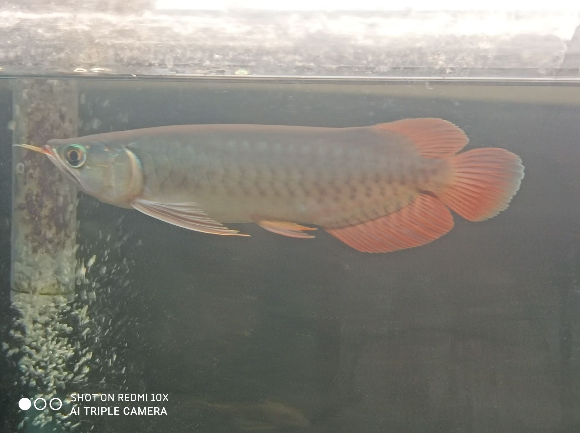 普洱水族館龍魚咬尾巴是怎么治療