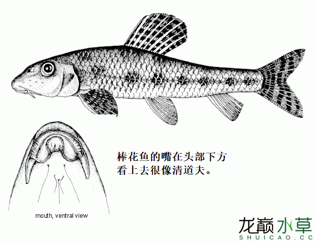 濟(jì)南觀賞魚市場雖然都是國產(chǎn)原生魚但棒花鮈真的不是棒花魚 觀賞魚市場（混養(yǎng)魚） 第4張