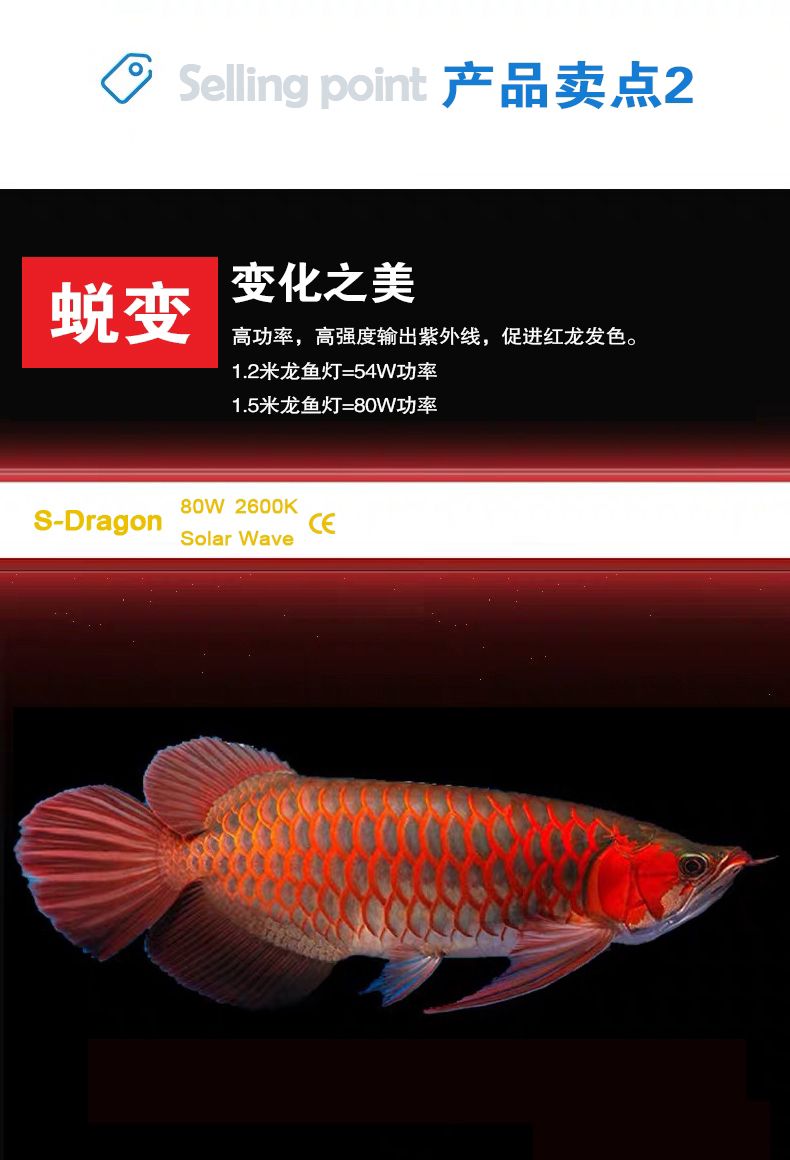 57萬和興龍魚——劃水