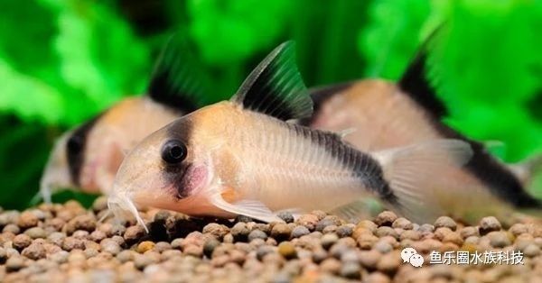 大衛(wèi)鼠Corydorasdavids