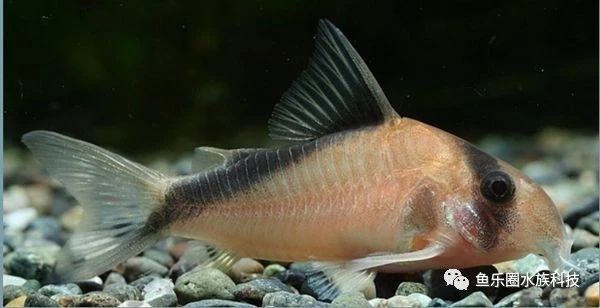 大衛(wèi)鼠Corydorasdavids