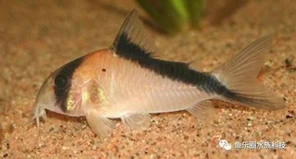 大衛(wèi)鼠Corydorasdavids