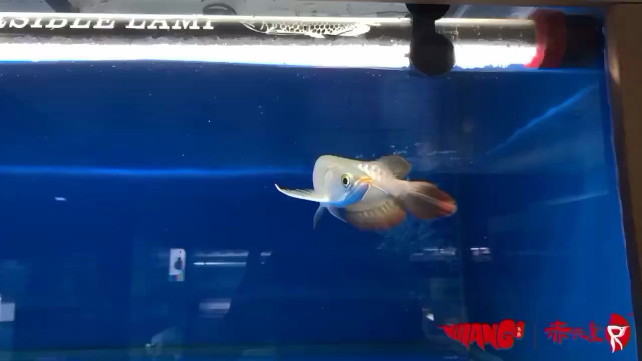 涼山彝族自治州水族館赤元素珍品