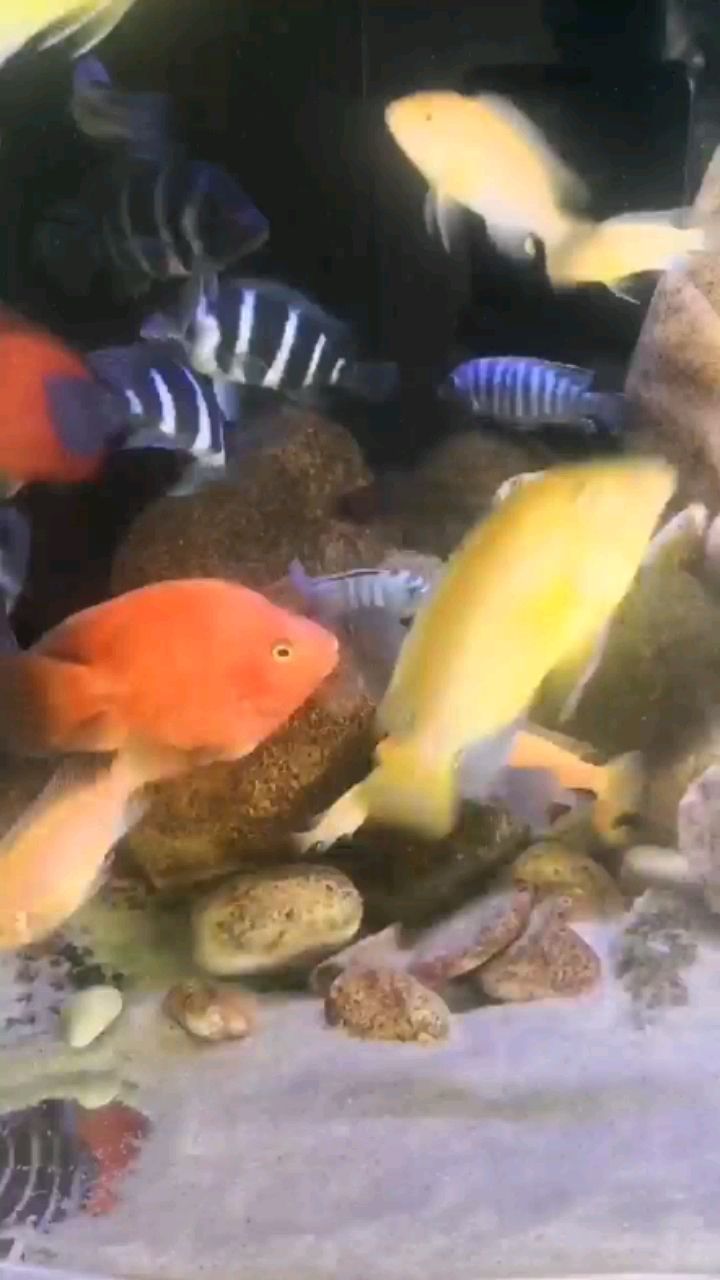 阜新水族館小魚苗帶大