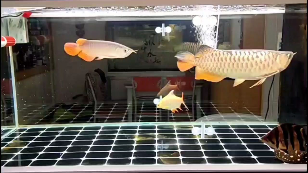 一大一小和諧相處 丹頂錦鯉魚