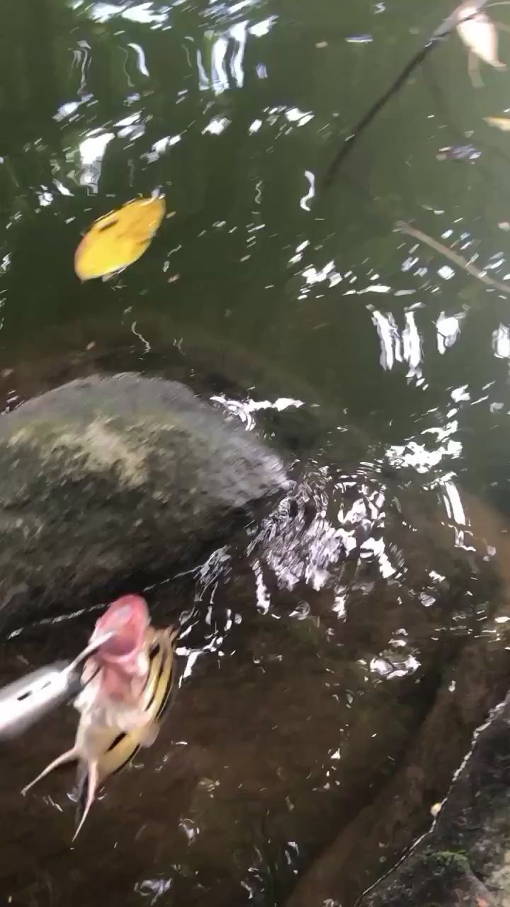 高陵水族館放