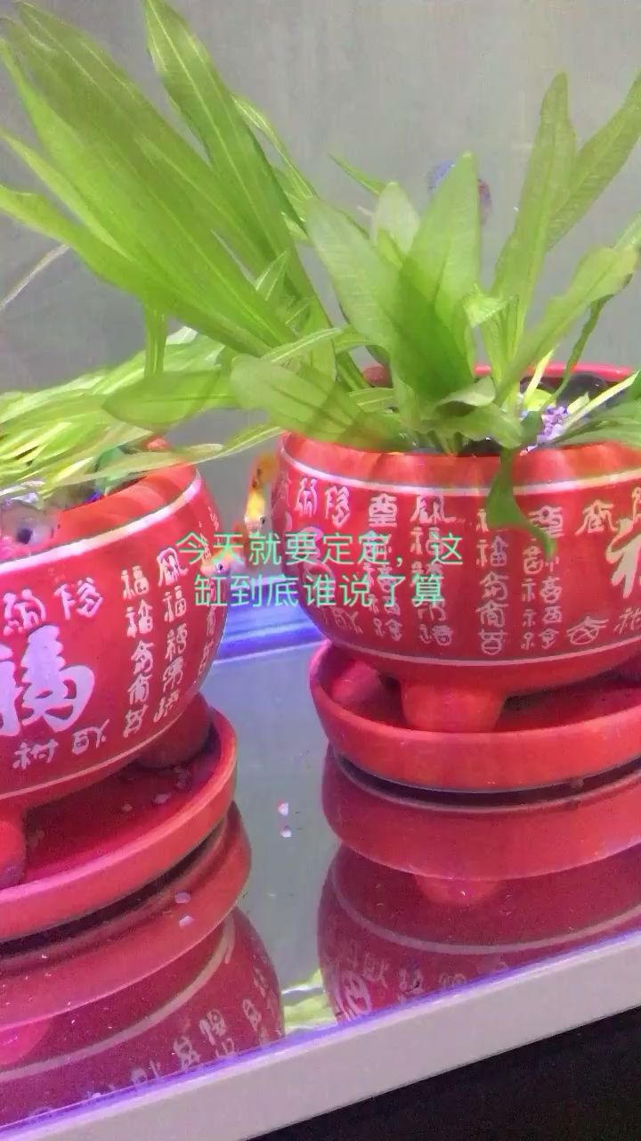 烏蘭察布水族館缸內(nèi)之戰(zhàn)