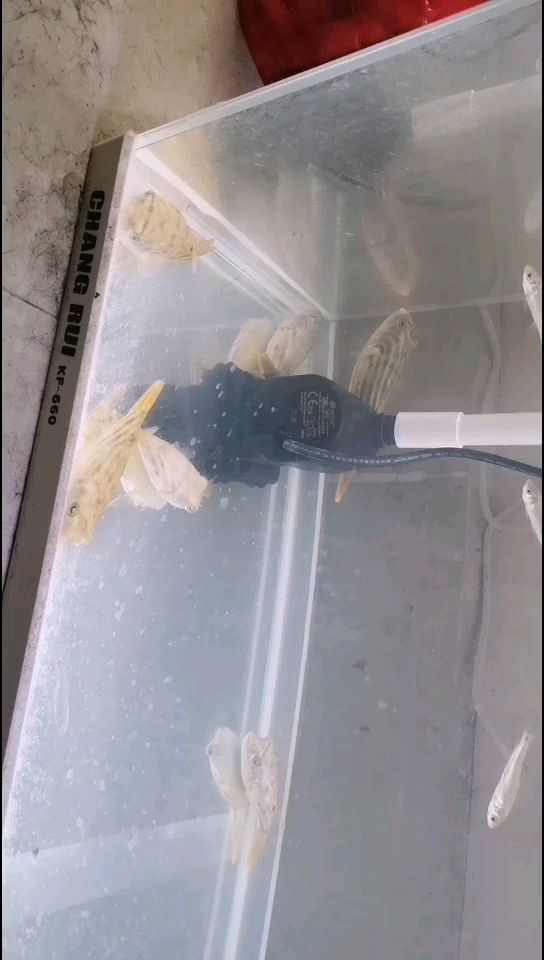 榆林水族館斑馬狗頭